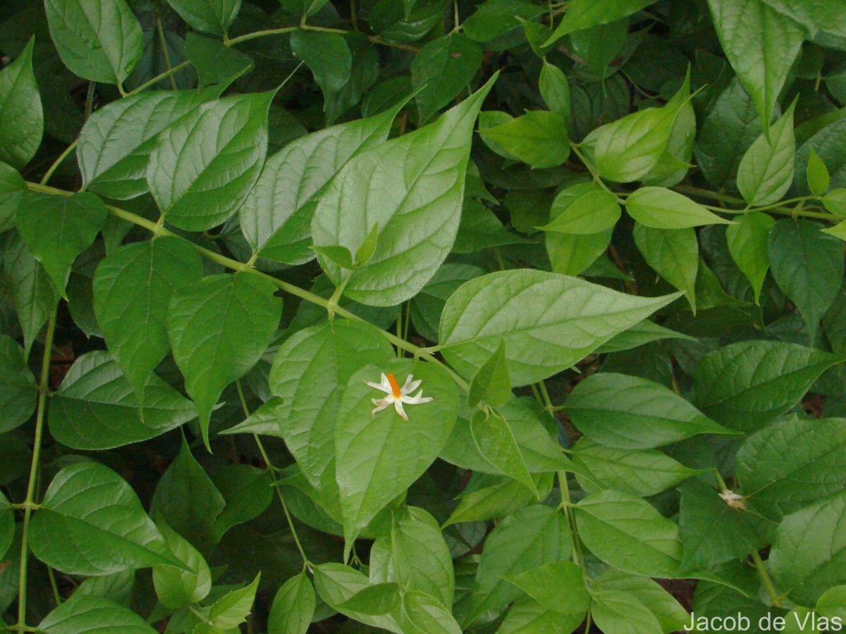 Nyctanthes arbor-tristis L.